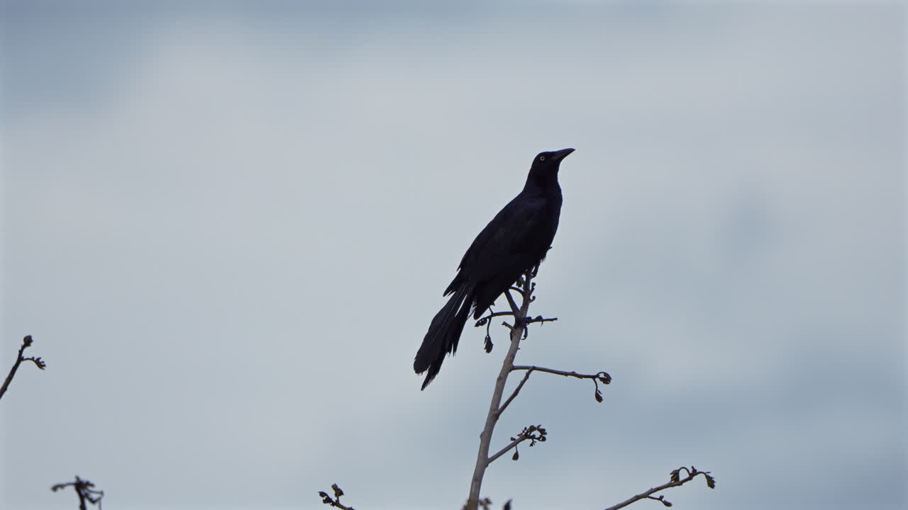 Great-tailed Grackle perched on tree branch in Panama