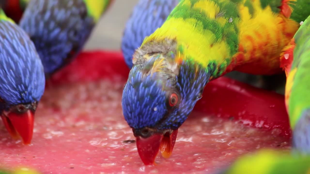 Closeup of colorful Rainbow Lorikeets eating food together. Tropical animal specie from Australia