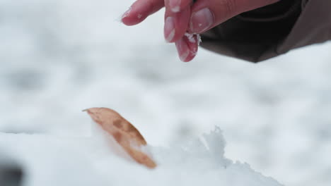 close-up of lady hand delicately picking up fresh snow and letting it fall back onto the icy surface, winter scene with soft snowflakes, frozen ground, and a dry leaf partially buried in snow