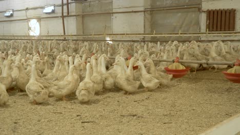 a lot of ducks growing in paddocks at poultry farm for sale