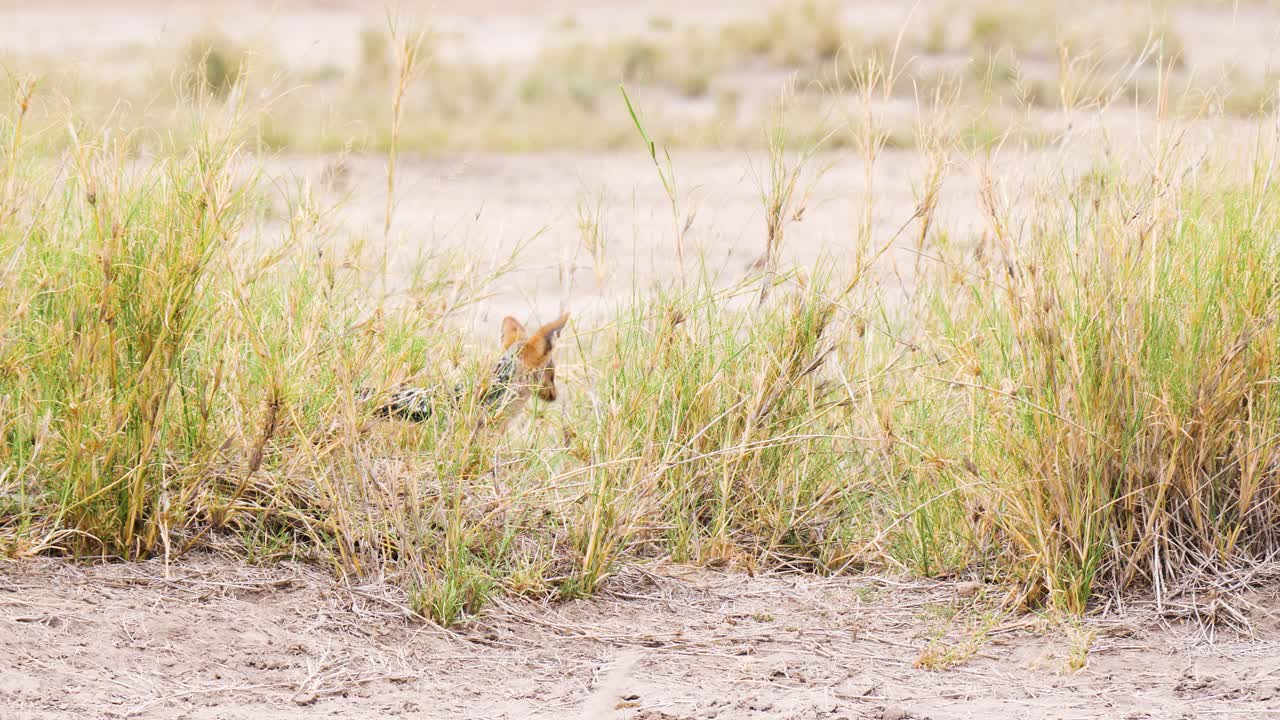 un chacal africano de espalda negra observando desde las hierbas y alejándose en uhd