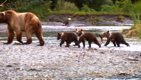 a mother kodiak bear (ursus arctos middendorffi) and her cubs fishing in a creek nwr alaska 2007