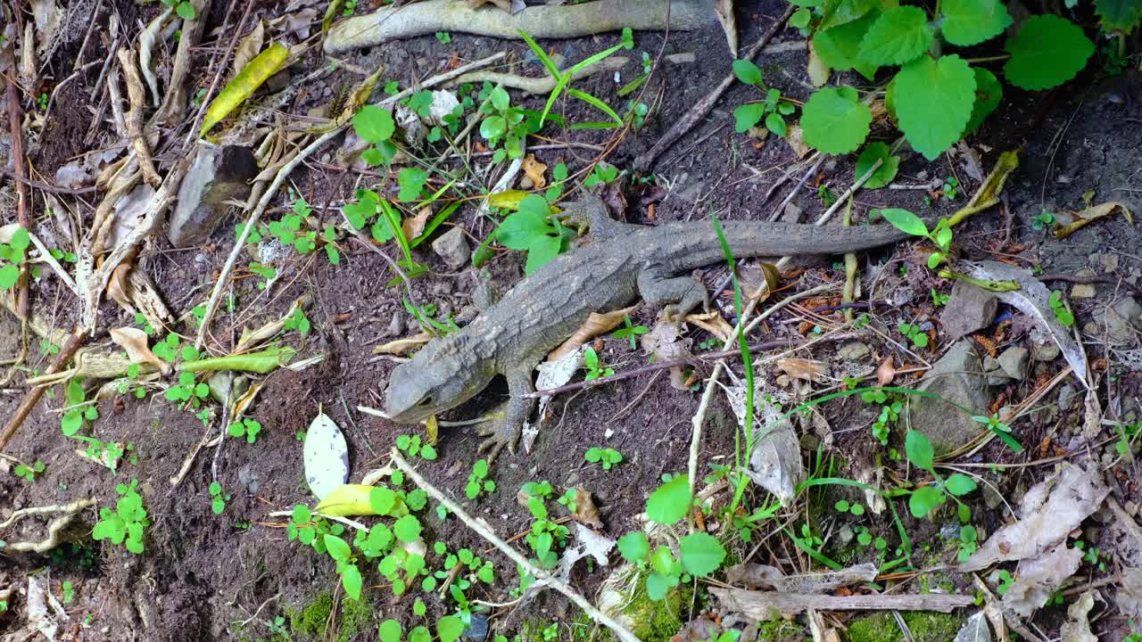 Tuatara endemic species to New Zealand sunbathing on embankment in forest within Zealandia Te Māra a Tāne in Wellington, New Zealand Aotearoa