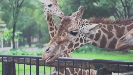 people feeding giraffes at the zoo