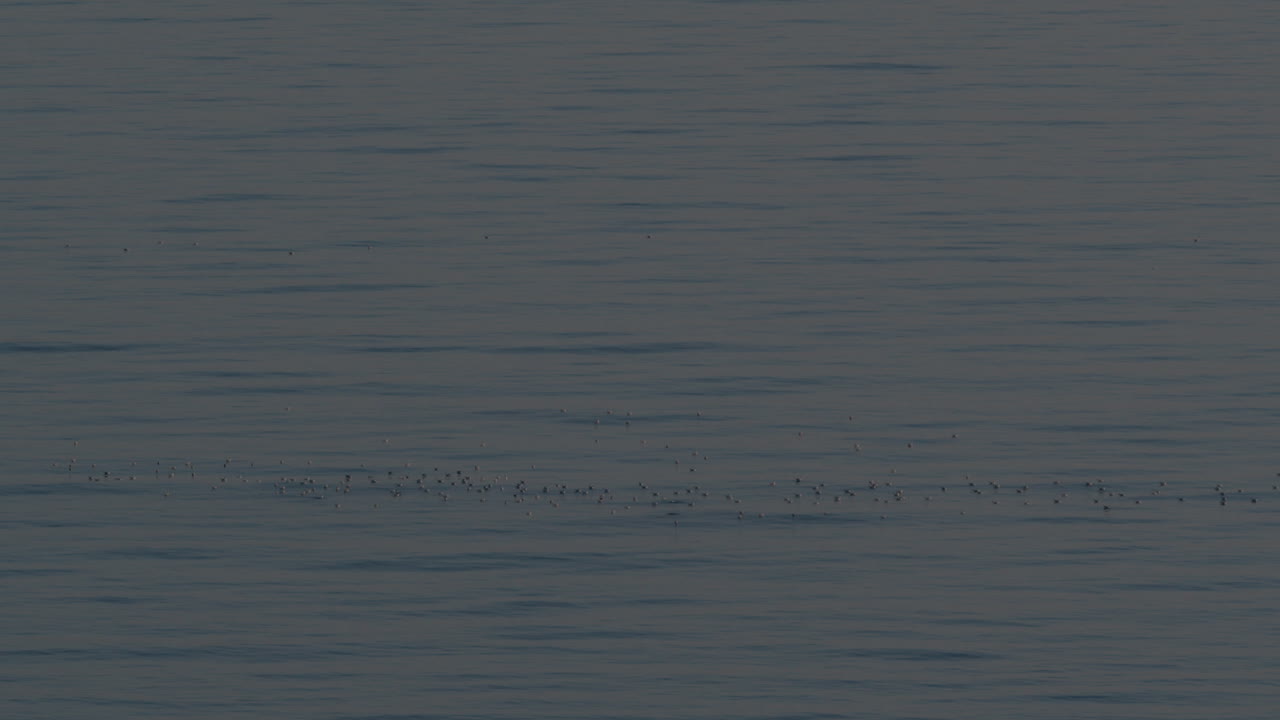 paisaje marítimo con bandada de gaviotas en aguas tranquilas