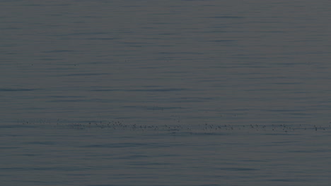 paisaje marítimo con bandada de gaviotas en aguas tranquilas