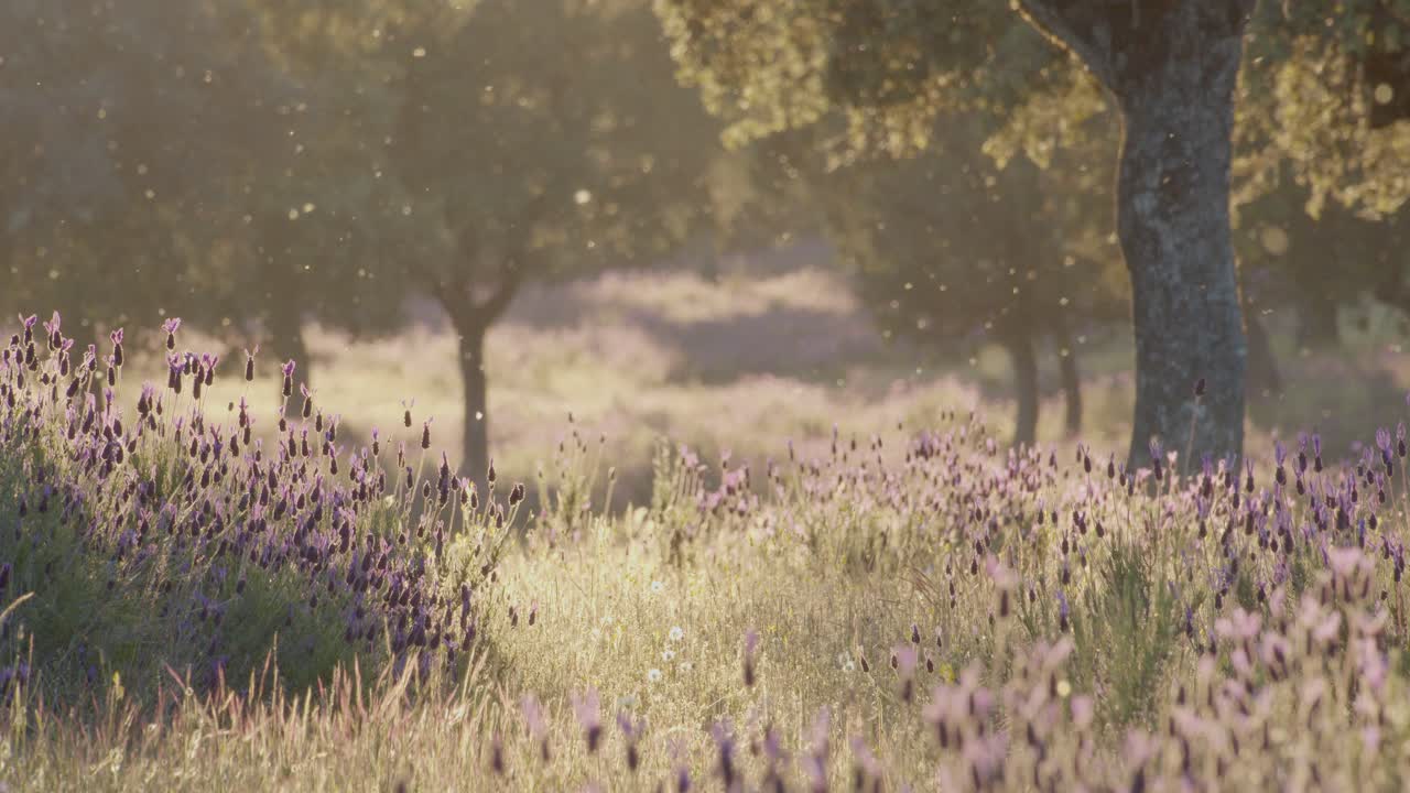 Panoramic view with details of a mediterranean forest, a pasture, in the Tietar Valley, Toledo, Spain, on a spring day with Spanish lavender flowers