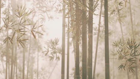 misty bamboo forest