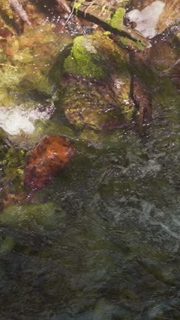 fast water stream runs through cascades in shady summer forest upper view. shallow creek with mossy rocks on bank in wild nature. small river