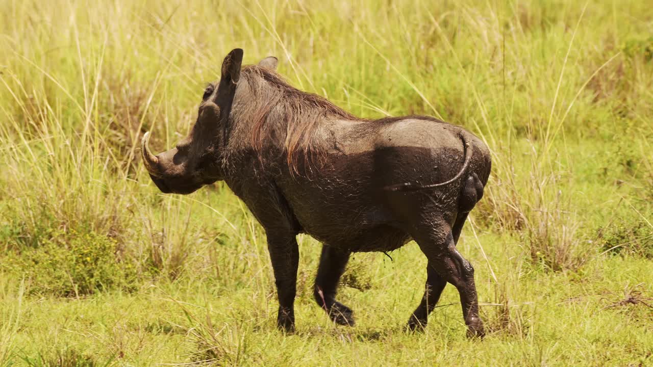 fotografía en cámara lenta de un jabalí jugando y revolcándose en el siguiente charco fangoso, enfriándose, vida silvestre africana en la reserva nacional de maasai mara, kenia, áfrica animales de safari en la reserva nacional de masai mara norte