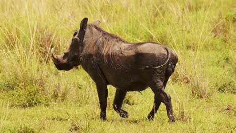 slow motion shot of warthog playing and wallowing next muddy puddle, cooling off, african wildlife in maasai mara national reserve, kenya, africa safari animals in masai mara north conservancy