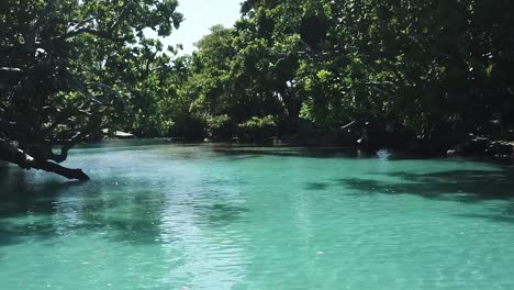 Blue-Lagoon-Vanuatu-drone-flying-low-and-backwards-in-between-trees-person-swimming-in-swimming-hole