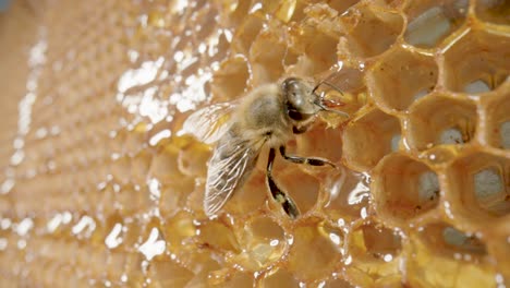 bee on honeycomb