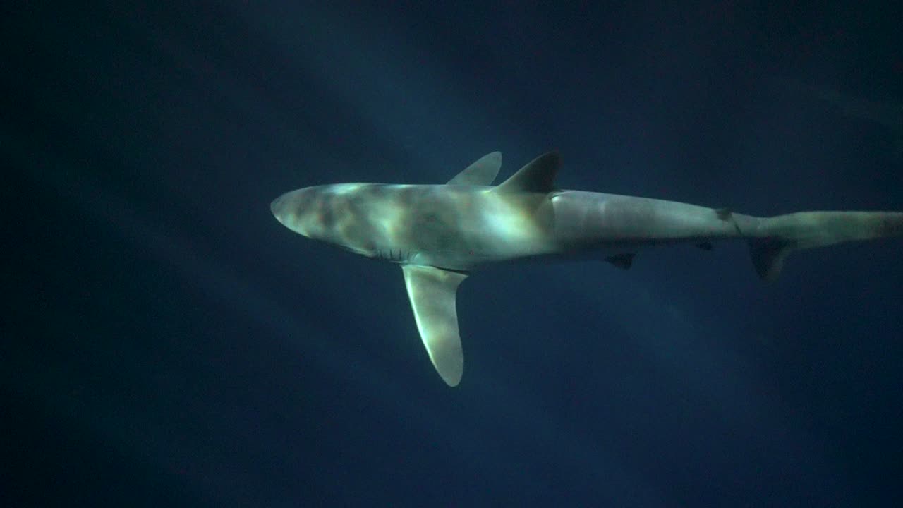 la parte superior del tiburón sedoso iluminada por las luces de la superficie durante el buceo nocturno en mar abierto