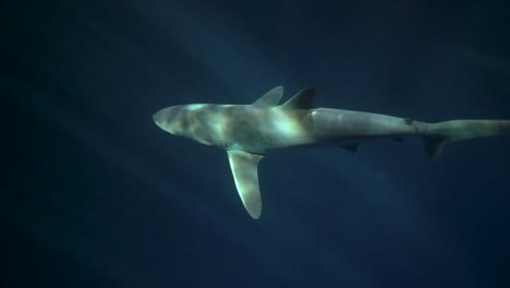 la parte superior del tiburón sedoso iluminada por las luces de la superficie durante el buceo nocturno en mar abierto
