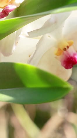 primer plano de una orquídea blanca en un entorno natural