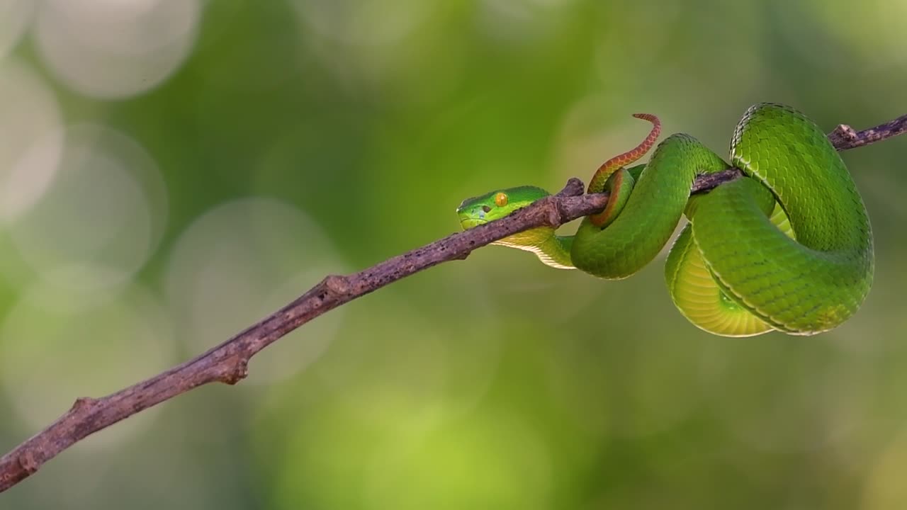 흰입술독사는 동남아시아 고유의 독사로 밤에 많은 음식이 있는 수역 근처의 나무 가지나 가지에서 기다리는 동안 종종 발견됩니다.