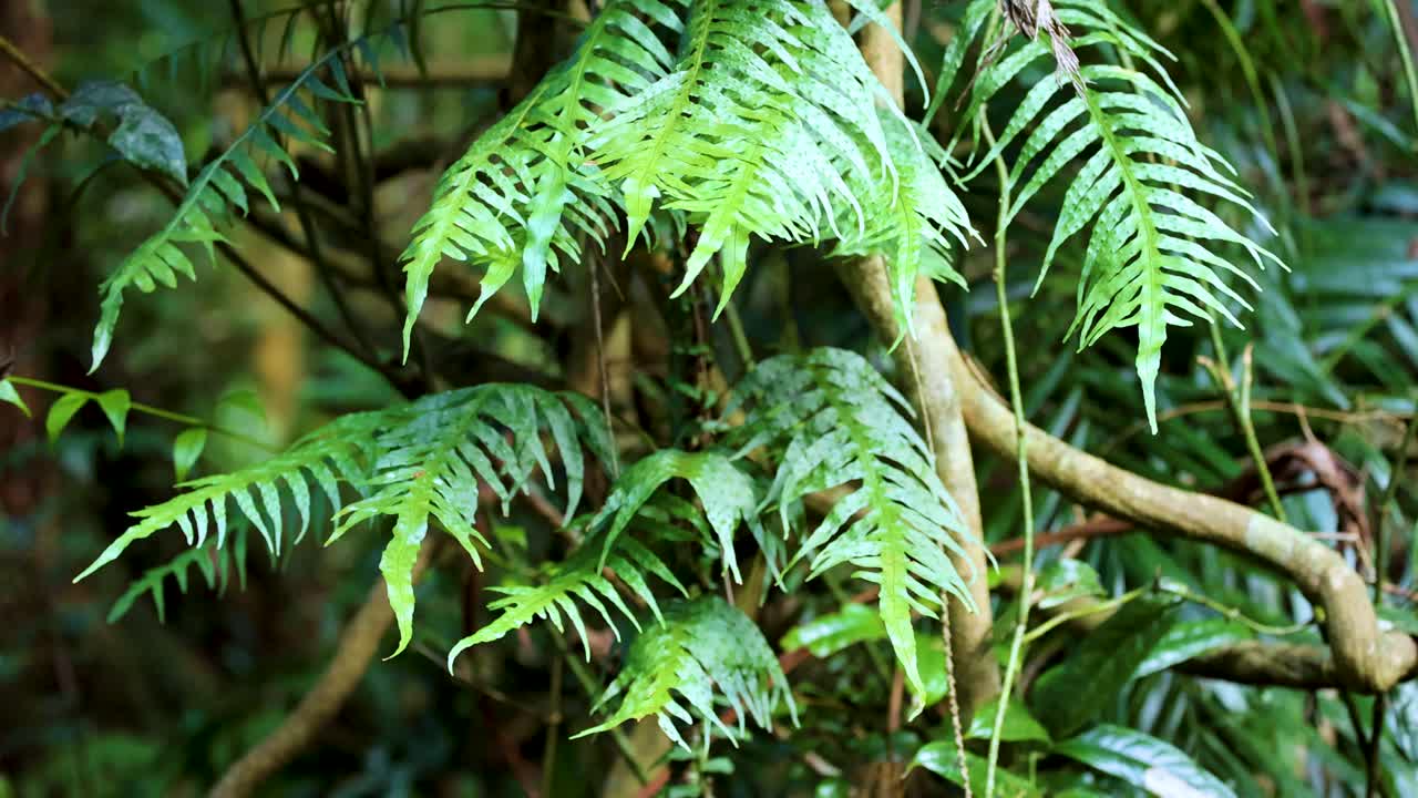 Close-up of vibrant green fern leaves swaying in the breeze, captured in natural daylight within a lush Coffs Harbour rainforest. Static camera, soft lighting