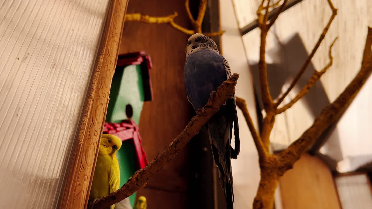 Vibrant budgies perched inside an aviary near colorful birdhouse, Volcanic Park