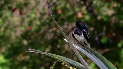 the oriental magpie-robin is a very common passerine bird in thailand in which it can be seen anywhere