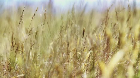 shifting-focus-from-far-to-near-to-the-halms-halm-stem-yellow-autumn-queenstown-wild