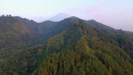 the rainforest on the mountains of central java, indonesia