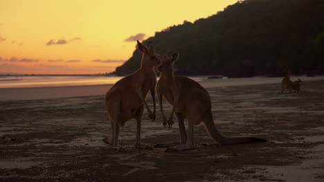 Wild-kangaroo-wallaby-fighting-at-a-sandy-beach-at-Cape-Hillsborough-National-Park,-Queensland-at-sunrise