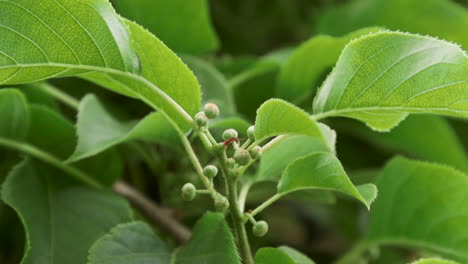 hardy kiwi fruit buds on vine during spring