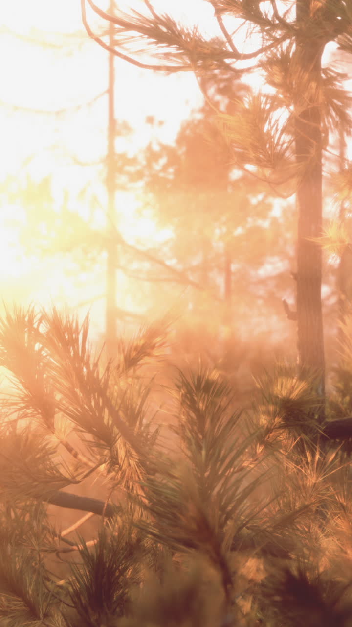 안개가 가득한 숲 속의 황금시간