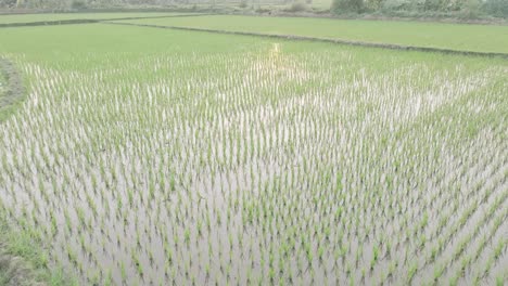 the young rice plants stand in neat rows, emerging from the flooded fields, with houses and lush greenery in the background