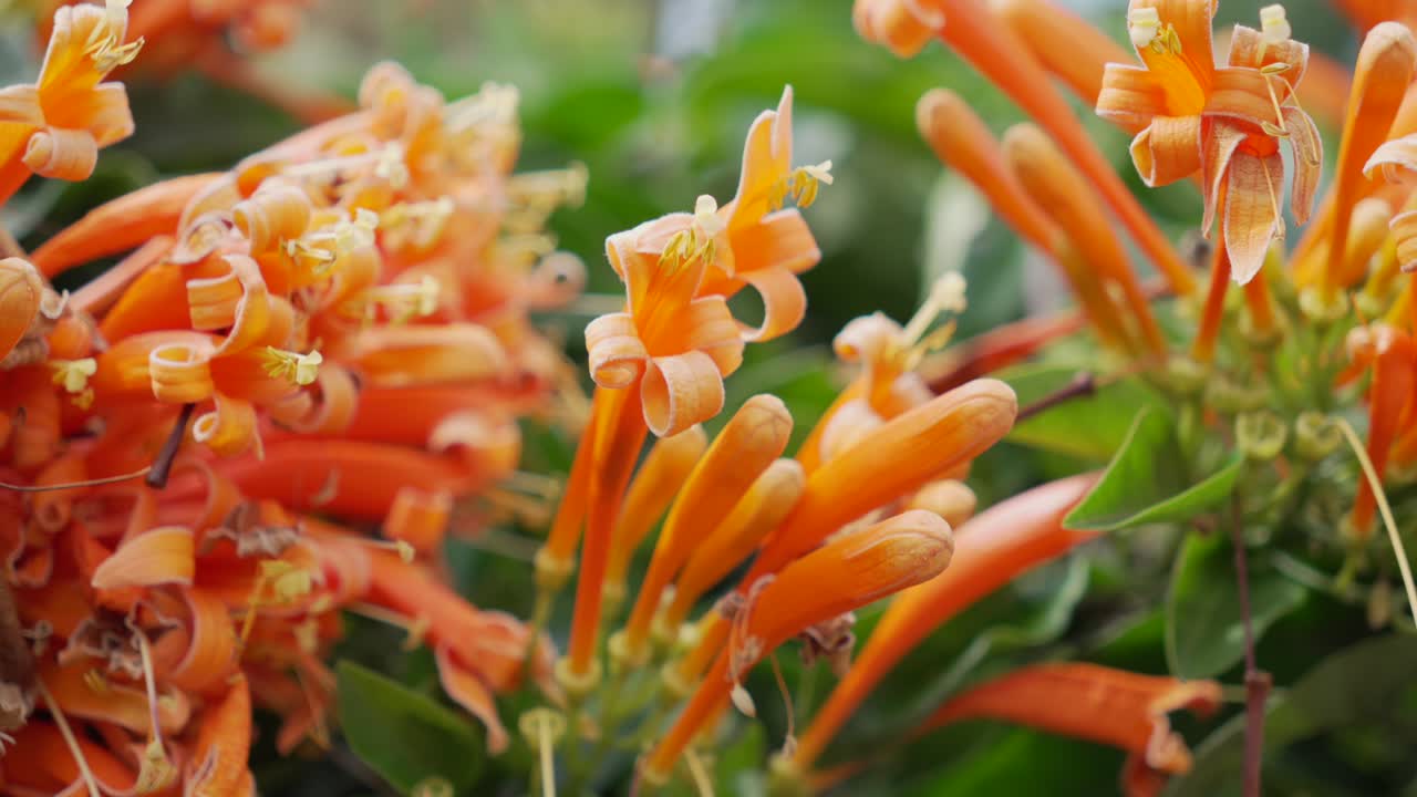 Flame vine plant flower up-close Pyrostegia venusta evergreen climber slender stems green leaves