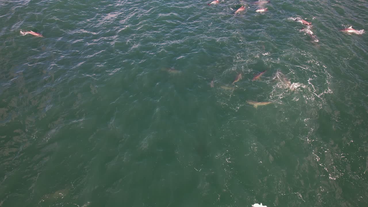 바다 에서 놀고 있는 바구니 코 돌고래 어리 의 공중 사진