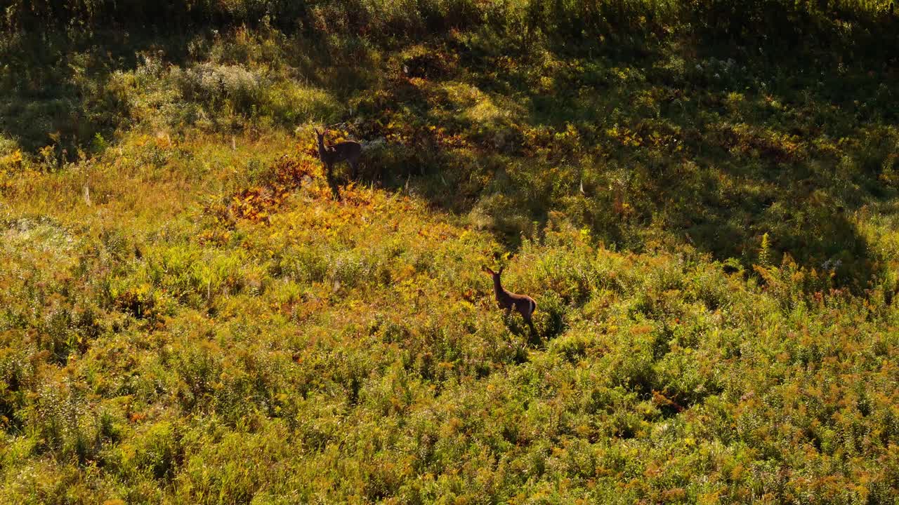 A graceful deer standing amidst vibrant golden foliage in a sunlit meadow, radiating warmth and tranquility in the morning light.