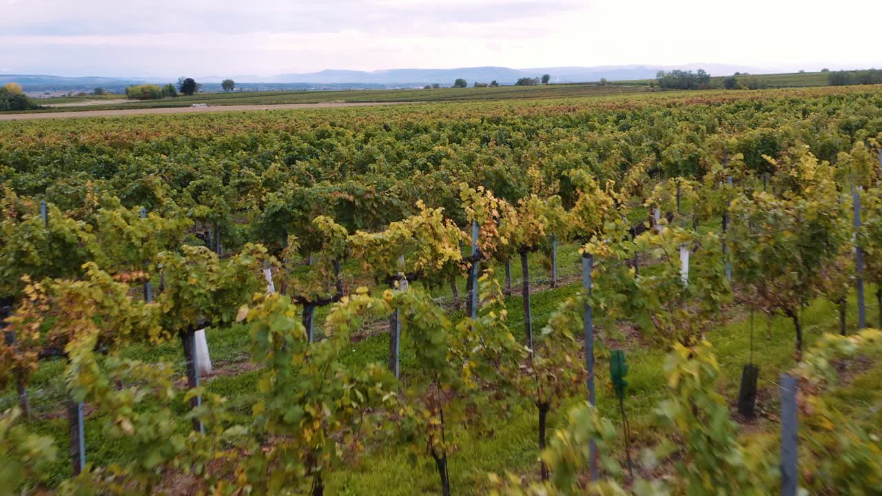 Low flight over Austrian vineyards on wine estate, neat grapevines