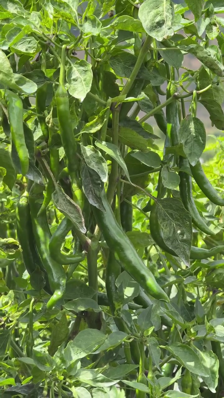 Green Chili Peppers Growing on a Plant in a Garden