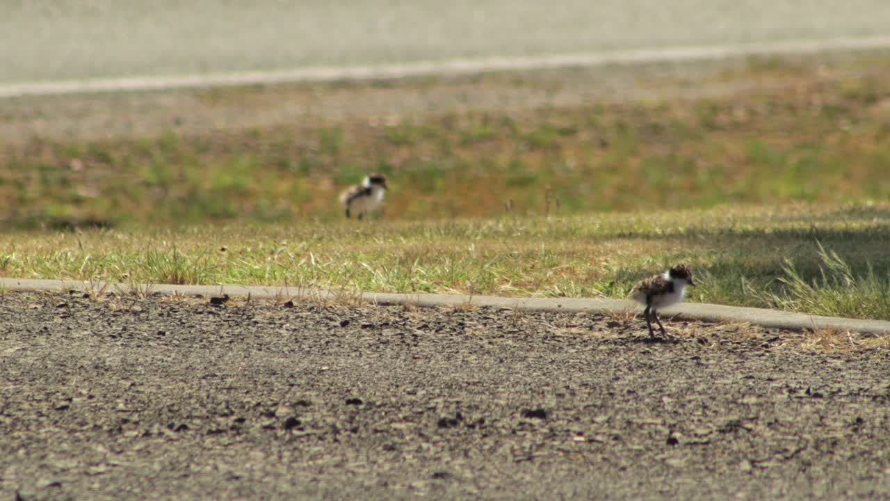 두 마리의 아기 가면 lapwing plover 새가 드라이브웨이에
