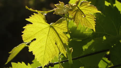 Weinberg-In-Nahaufnahme-Gefilmt