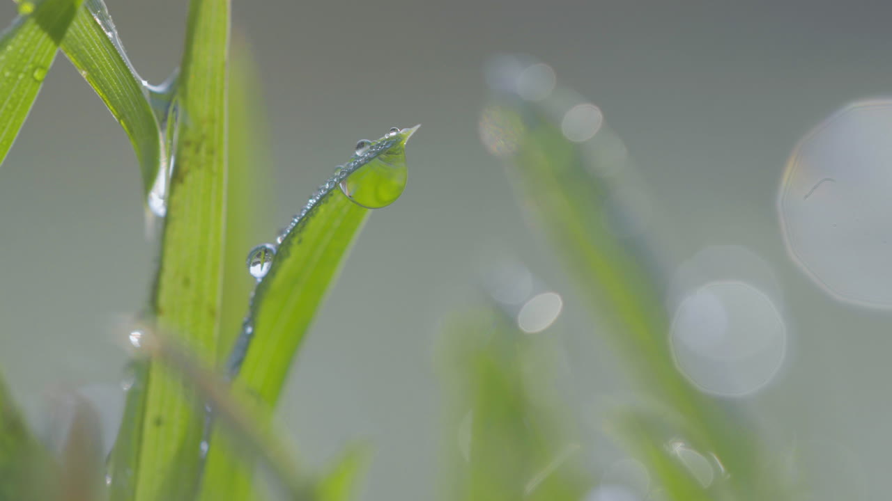 신선한 아침 이슬이 활기찬 초록색 잔디 잎에 붙어있는 클로즈업, 부드러운 빛으로 조명되어 평화롭고 조용한 분위기를 만니다.