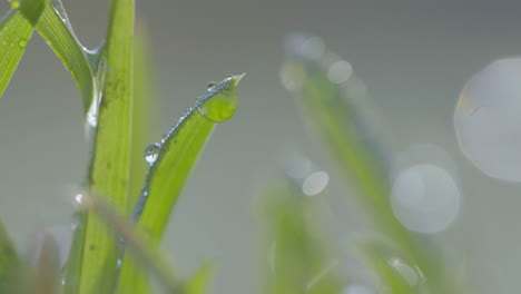 a close-up of fresh morning dew clinging to vibrant green blades of grass, illuminated by soft sunlight, creating a peaceful, serene atmosphere