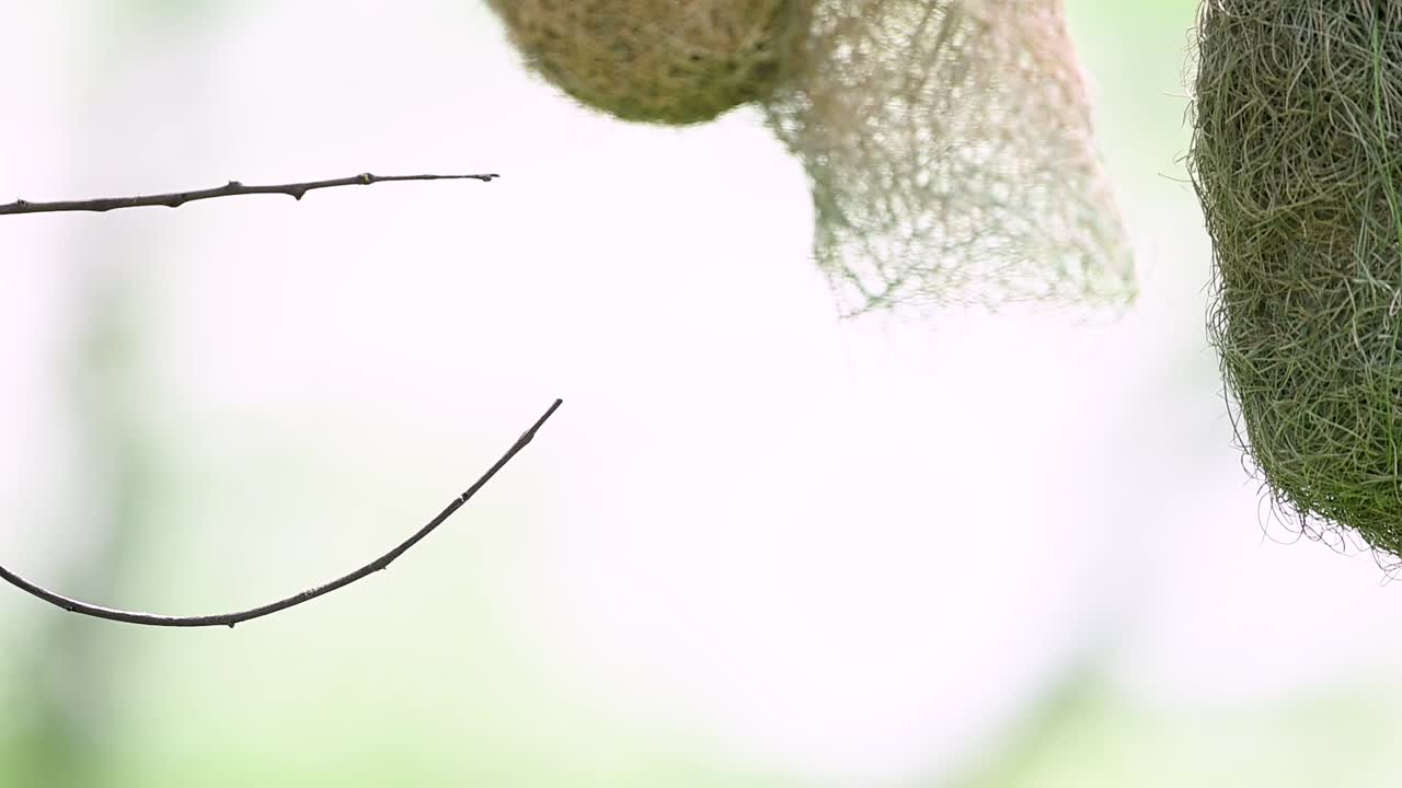 Male baya weaver leaving hanging nest after weaving with grass