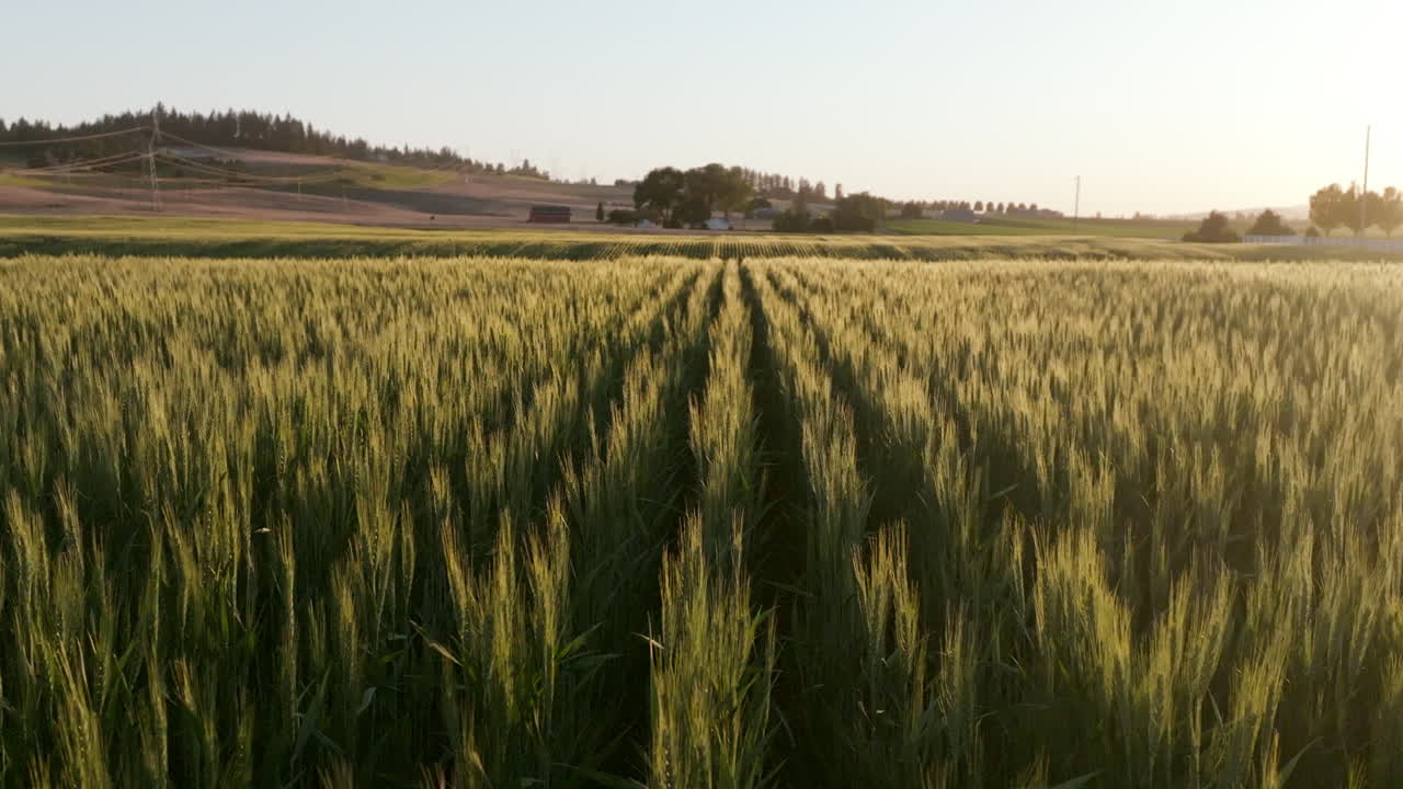 Wheat stretches toward the horizon in long, even lines. The sun glows on the right, lighting up the field