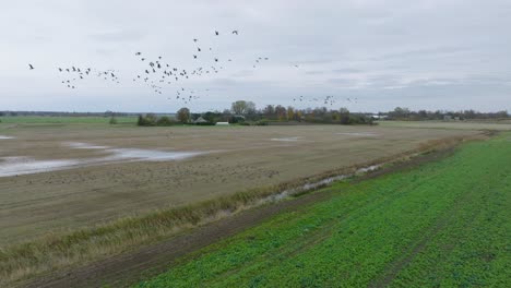 aerial establishing view of a large flock of bean goose taking up in the air, agricultural field, overcast day, bird migration, wide drone slow motion shot moving forward