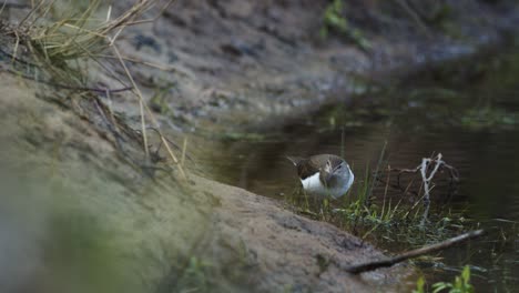 La-Lavandera-Común-Está-Buscando-Comida-En-El-Barro-De-La-Orilla-Del-Río-En-Primavera