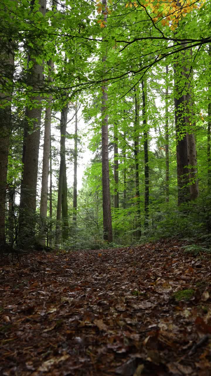 Hikers forest trek couple therapy outdoor walk in nature, leaf covered ground