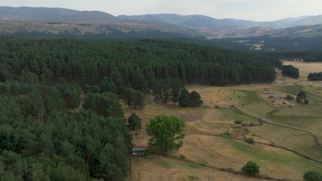 beautiful frontal flight with drone where the image is divided into summer pastures with cattle on one side and lush wild pine forests on the other side, with the mountains in the background