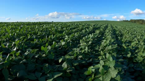 soybean plantation, no-till system, pan movement