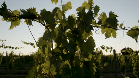 sunset grapevine footage in a vineyard