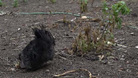 Auf-Natürliche-Offene-Farm-Wild-Lebende-Schwarze-Gesunde-Farm-Huhn-Essen-Und-Pooing-Stuhlgang