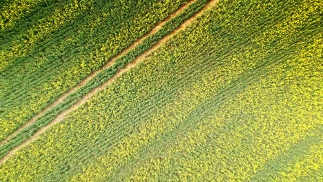una impresionante vista aérea de un cultivo de colza amarilla en cámara lenta con una carretera de campo y árboles en la distancia capturados por un avión no tripulado