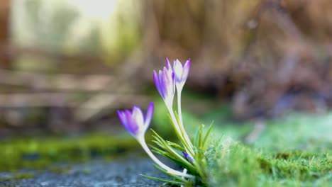 Ein-Nahaufnahmevideo-Mit-Einer-Geringen-Schärfentiefe-Einer-Frischen-Lila-Krokusblüte,-Die-Im-Frühling-In-Einem-Garten-Auftaucht-Und-Sich-Sanft-Im-Wind-Bewegt